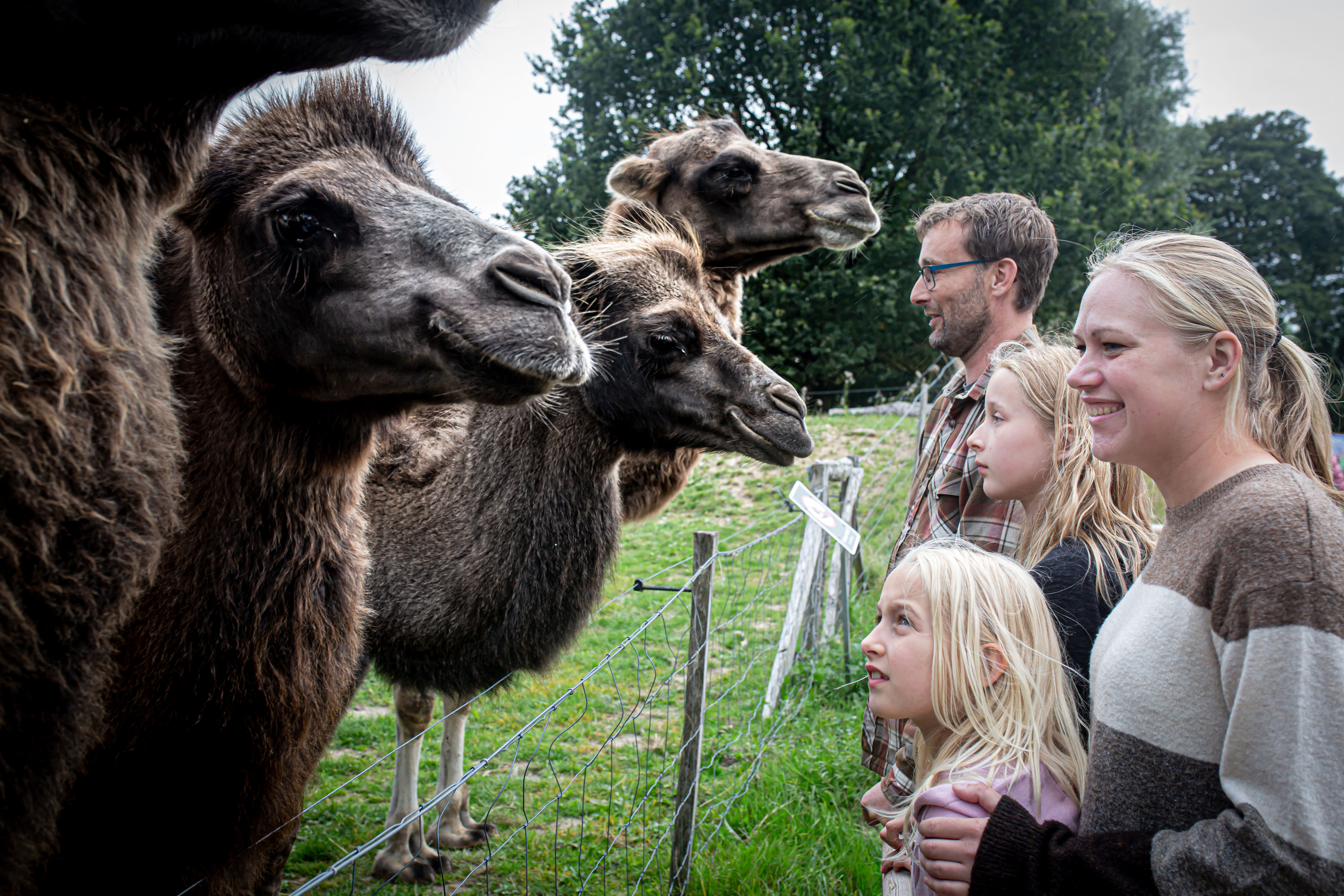 Givskud Zoo